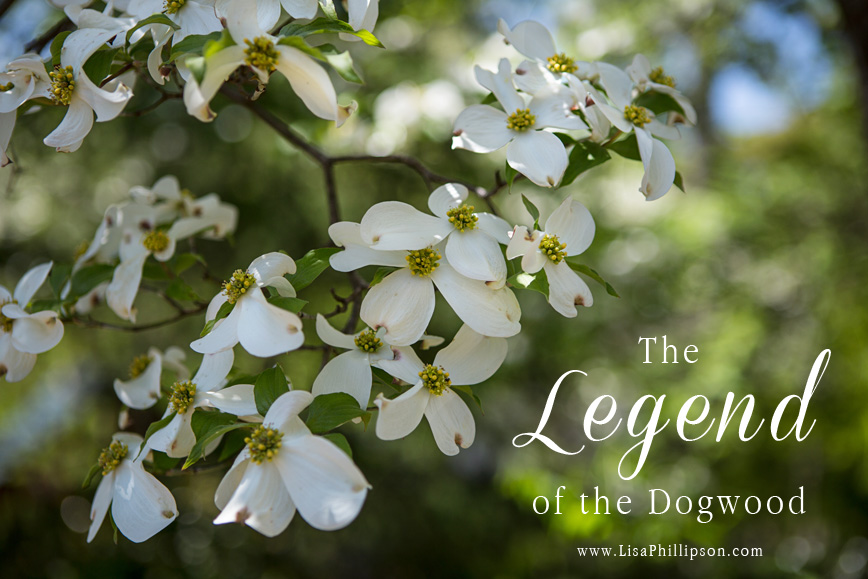 Legend of the Dogwood Tree picture