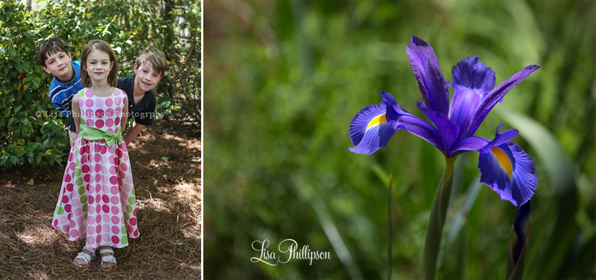 dutch iris flower easter