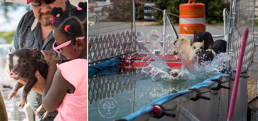 pig races swim fair